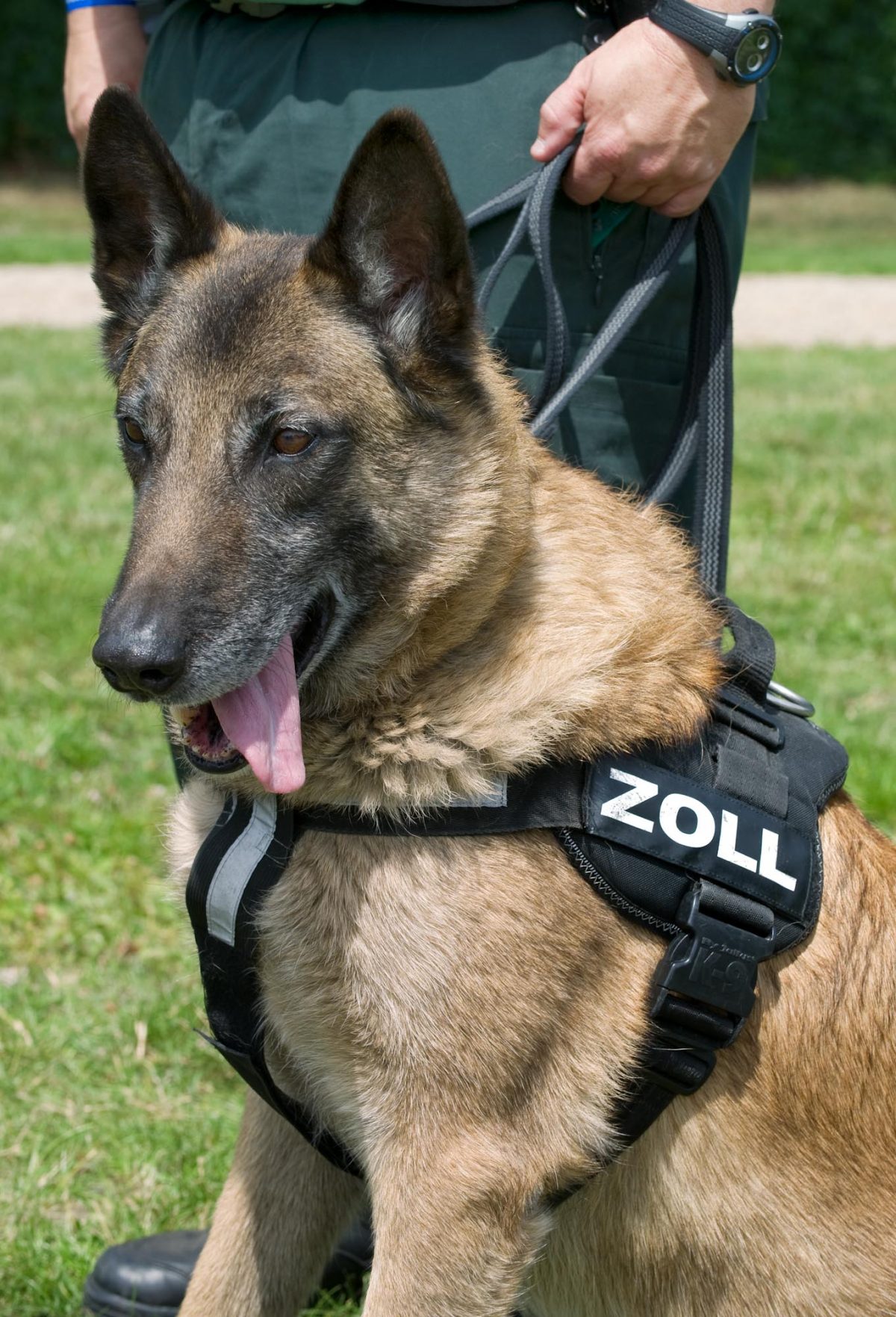 Security Guard Dogs Best Guard Dogs UK Total Guard Security
