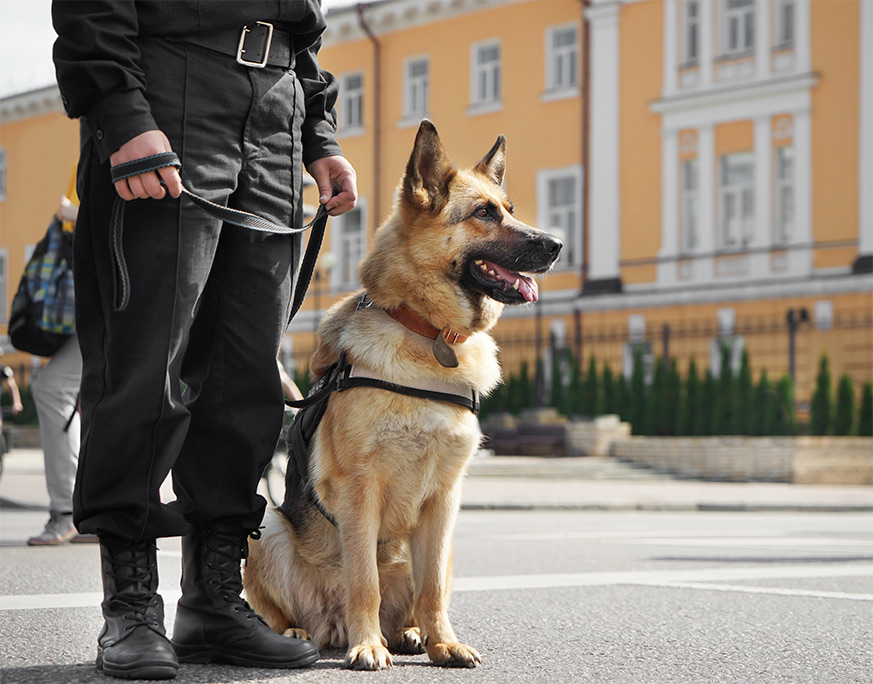 The Benefits Of Hiring Guard Dogs